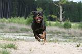 ROTTWEILER 286